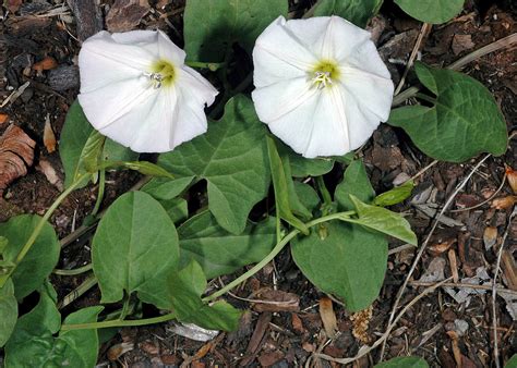 Convolvulus arvensis